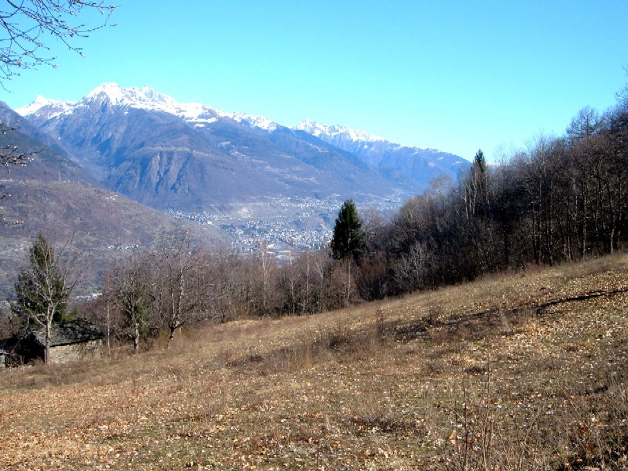 Polipori e altri funghi lignicoli della Valtellina (Sondrio)